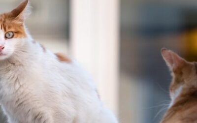 France Relance : 266 000€ supplémentaires pour les associations de protection animale du Pas-de-Calais