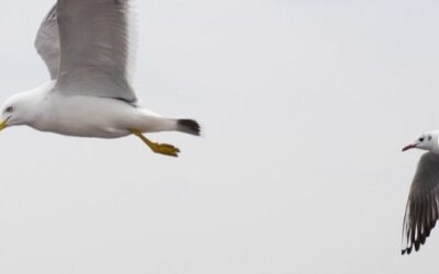 Influenza aviaire : le point sur la situation dans le Pas-de-Calais