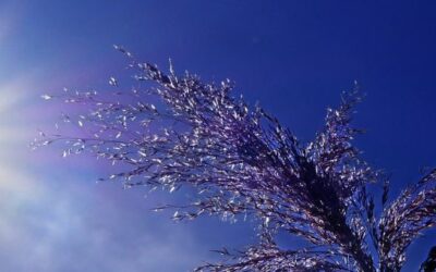 Canicule : les missions du maire dans le cadre du dispositif Orsec